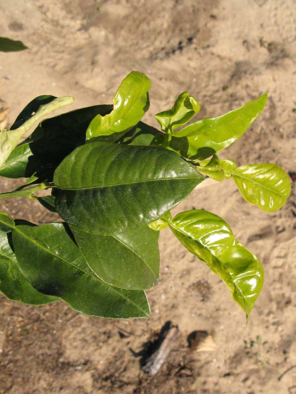            Sun leaves (Winter Haven, FL)   